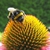 Echinacea purpurea 'Mellow Yellow'