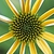 Echinacea purpurea 'Mellow Yellow'