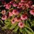 Echinacea purpurea