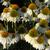 Echinacea purpurea