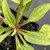 Echinacea purpurea 'Sombrero Salsa Red'