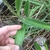 Hand cradling opposite, elongate leaves. Hairy stem.