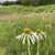 A white daisy flower in a field of purple ones.