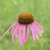 Close-up on a pink daisy flower