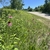 A group of plants with purple daisy flowers by a roadside