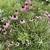A group of plants with purple daisy flowers.