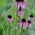 A group of plants with purple daisy flowers.