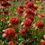 Echinacea 'Secret Lust'