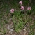 Form in native habitat