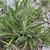 Basal leaves