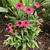 Echinacea purpurea 'PAS702917'