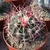 Form