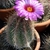 Form