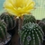 Potted cactus with erect yellow flower.