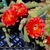 Trailing cactus with large red flowers.