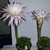Two potted cacti with erect narrowly trumpet-shaped flowers.