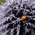 Echinops ritro