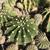 Echinopsis Oxygona