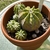Plant with multiple offsets