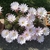 Many white flowers from a potted cactus.