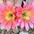 Two large pink flowers with many stamens & yellow center.
