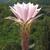 Echinopsis Oxygona