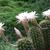 Echinopsis Oxygona