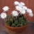 Rounded succulents in a pot with white blooms