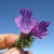 Close up of flower