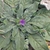 Rosette of leaves