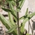 Leaves and stems with hairs