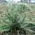 Rosette of leaves