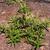 Eclipta prostrata