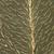 Eclipta prostrata
