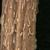 Eclipta prostrata