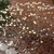 Bare shrub bearing clusters of white and yellow flowers.