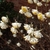 Bare twigs bearing clusters of white and yellow flowers.