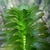 Leaves and stem