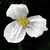 Flower detail