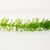 Stem and leaves