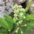 Flower buds