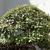 Whole plant