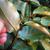 Eleagnus pungens