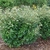 Form  of shrub