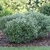 Form iof shrub