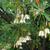 Elaeocarpus hainanensis