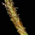 Spikelets (Indian River County, FL)-Mid Spring