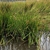 Form in native habitat