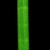 Segmented stem (Indian River County, FL)-Mid Spring