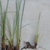 Rhizomes
